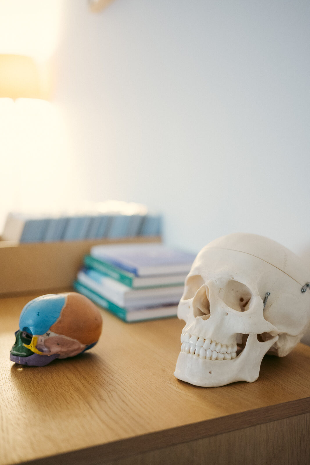 Schädelmodell und anatomisches Modell in der Osteopathiepraxis